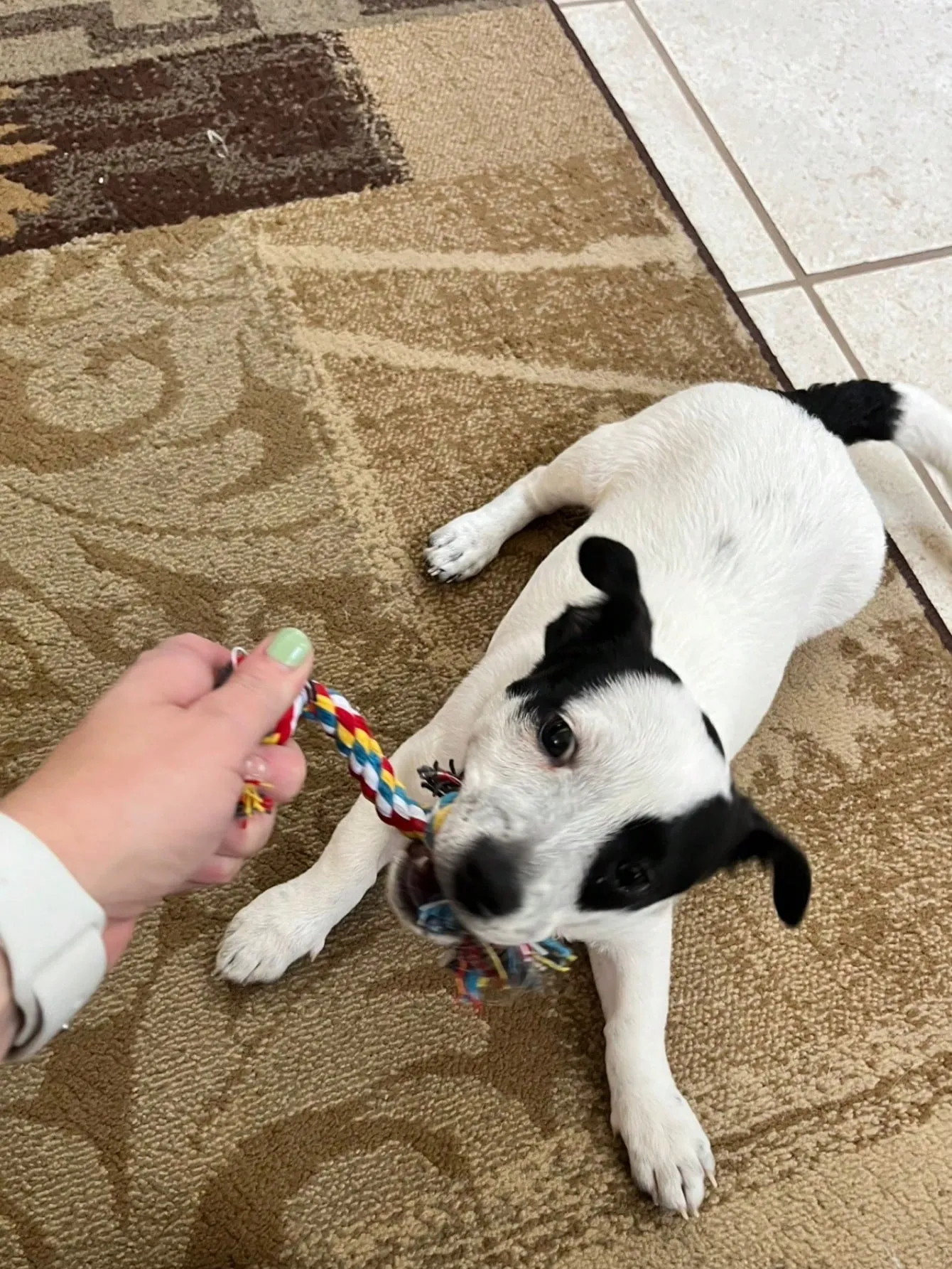 1pc Colorful Braided Double-Head Rope Chew Tug Toy For Interactive Pulling Game For Small Dogs And Puppies, Random Color