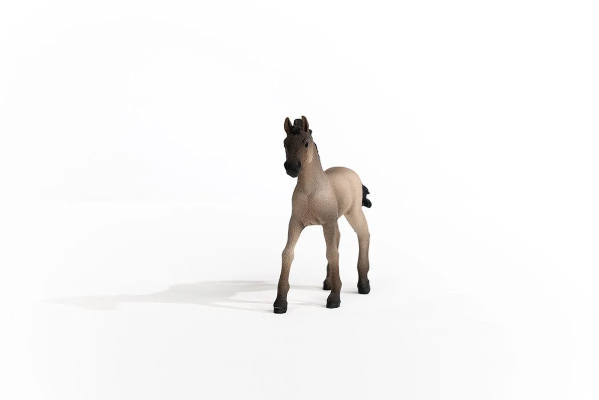 Criollo Definitivo Foal