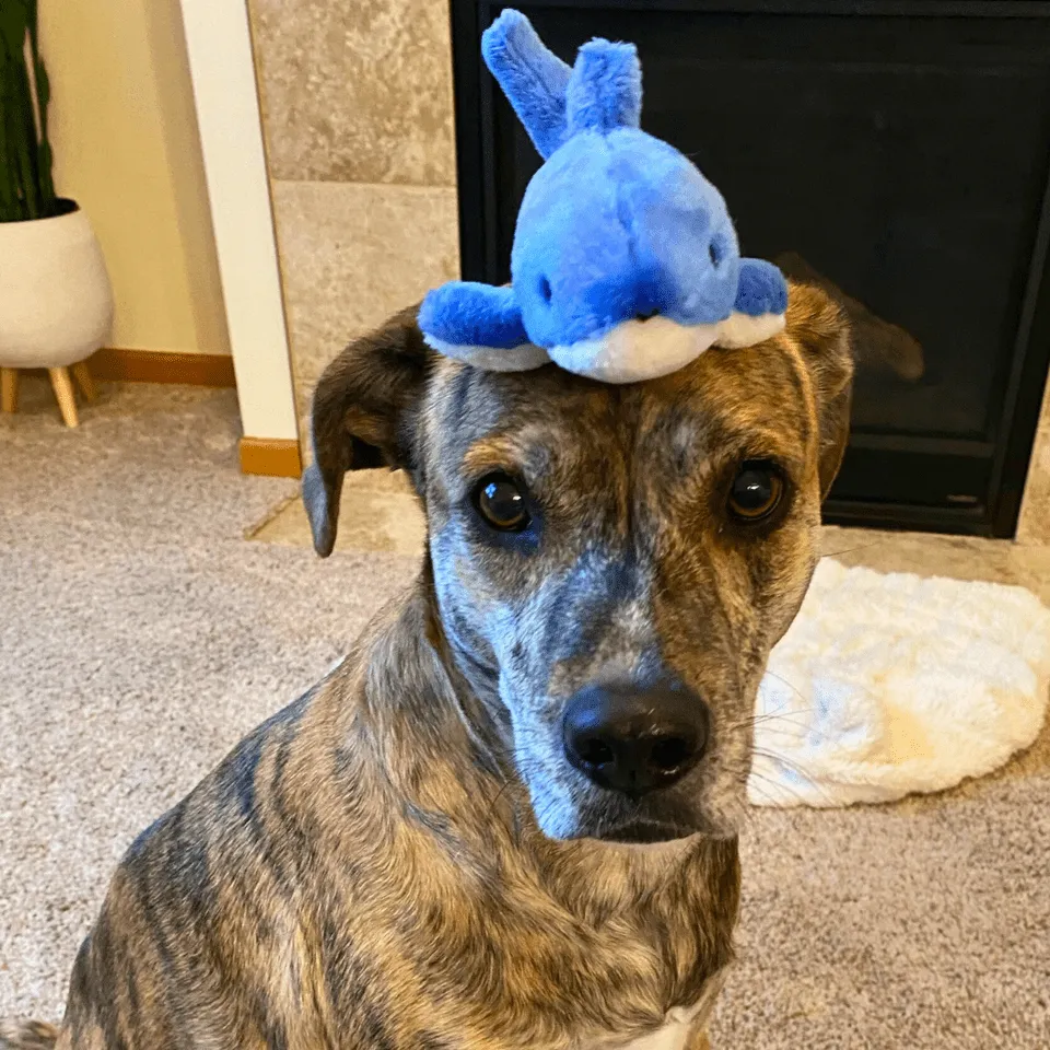 Fluff & Tuff Baby Bruce Shark Plush Dog Toy